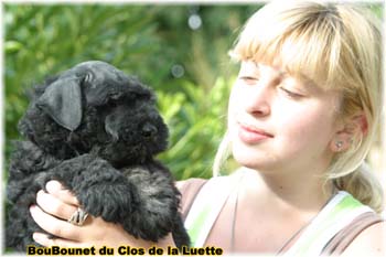 chiot bouvier des flandres SITE WEB ELEVAGE DU CLOS DE LA LUETTE SPECIALISE POUR LE BOUVIER DES FLANDRES ©